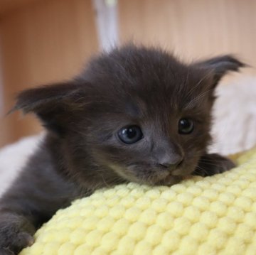 オリエンタルショートヘア【東京都・女の子・2025年9月30日・ブルー】の写真「⭐︎両親外産、耳大きい、本物のオリエンタル」