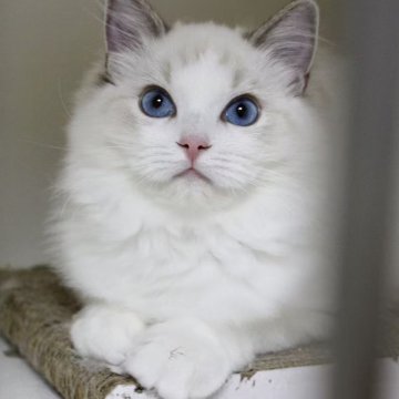 ラグドール【東京都・女の子・2025年5月18日・シールリンクスポイントバイカラー】の写真「⭐︎両親外産、顔立ち完璧」