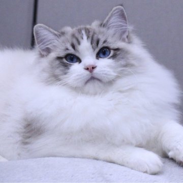 ラグドール【東京都・男の子・2025年5月14日・シールリンクスポイントバイカラー】の写真「⭐︎両親外産、顔立ち完璧」