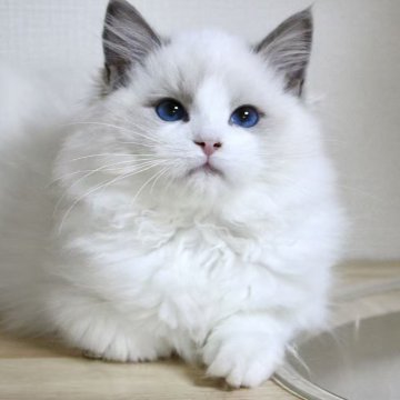 ラグドール【東京都・男の子・2025年8月16日・ブルーポイントバイカラー】の写真「⭐︎母外産、顔立ち完璧」