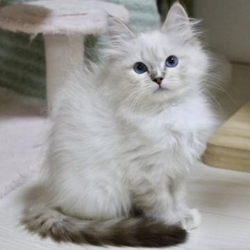 ラグドール【東京都・女の子・2025年8月24日・シールリンクスポイントミテッド】の写真「⭐︎両親外産」