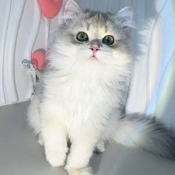 ブリティッシュロングヘア【東京都・男の子・2025年5月20日・ゴールデン】の写真「⭐︎両親外産、色きれい」