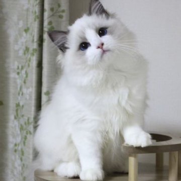 ラグドール【東京都・男の子・2025年8月16日・ブルーポイントバイカラー】の写真「⭐︎母外産、顔立ち完璧」