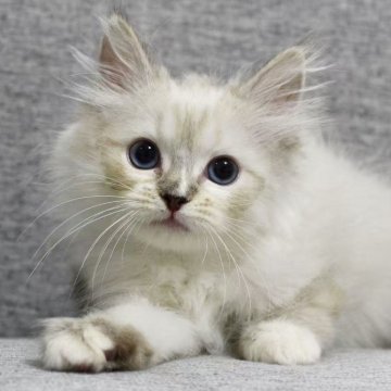 ラグドール【東京都・女の子・2025年8月24日・シールリンクスポイントミテッド】の写真「⭐︎両親外産」