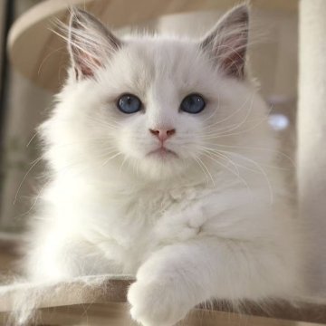 ラグドール【東京都・男の子・2025年8月16日・ブルーポイントバイカラー】の写真「⭐︎母外産、顔立ち完璧」