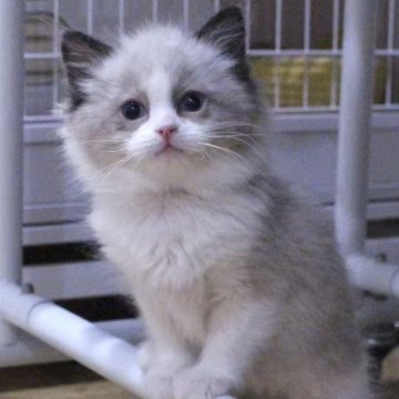 ラグドール【東京都・男の子・2025年10月18日・シールポイントバイカラー】の写真「⭐︎両親外産、顔立ち完璧」