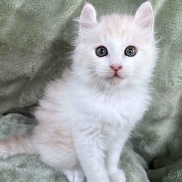 アメリカンカール【東京都・男の子・2025年10月4日・クリームタビー&ホワイト】の写真「⭐︎キレイなハチワレな顔をして、活発な子」