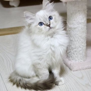ラグドール【東京都・女の子・2025年8月24日・シールリンクスポイントミテッド】の写真「⭐︎両親外産」