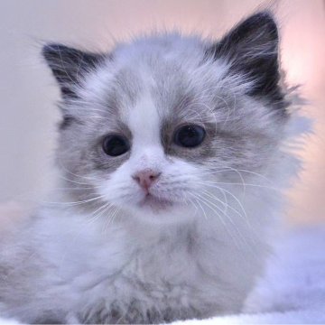 ラグドール【東京都・男の子・2025年10月18日・シールポイントバイカラー】の写真「⭐︎両親外産、顔立ち完璧」