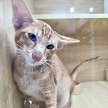 オリエンタルショートヘア【東京都・男の子・2025年5月6日・レッドタビー】の写真「⭐︎両親外産、耳大きい」