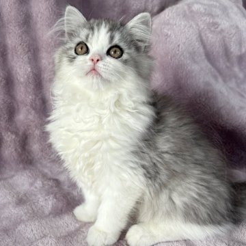 サイベリアン【東京都・男の子・2025年7月20日・シルバータビー&ホワイト】の写真「⭐︎顔丸い、ふわふわで可愛い」