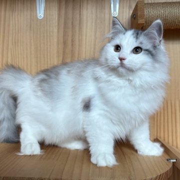 サイベリアン【東京都・女の子・2025年7月1日・ブルー&ホワイト】の写真「⭐︎スマイル顔してる、顔丸い、ふわふわ」