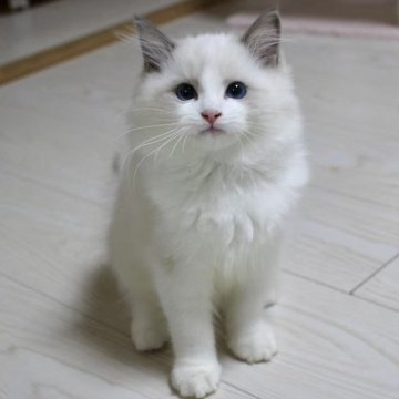 ラグドール【東京都・男の子・2025年8月16日・ブルーポイントバイカラー】の写真「⭐︎母外産、顔立ち完璧」