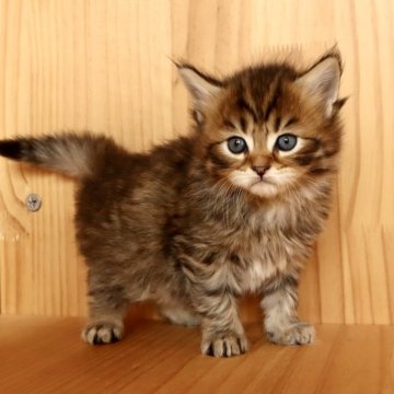 メインクーン【東京都・男の子・2025年10月20日・ブラウンタビー】の写真「⭐︎キレイなタビー色、活発な子です」