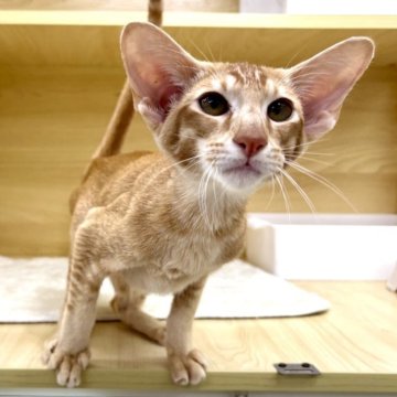 オリエンタルショートヘア【東京都・男の子・2025年5月6日・レッドタビー】の写真「⭐︎両親外産、耳大きい」