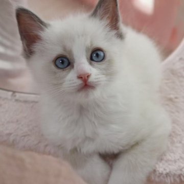 ラグドール【東京都・男の子・2025年5月28日・ブルーポイントバイカラー】の写真「⭐︎両親外産」