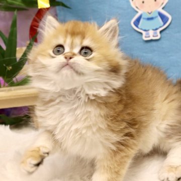 ブリティッシュロングヘア【東京都・男の子・2025年5月20日・ゴールデン】の写真「⭐︎両親外産、色きれい」