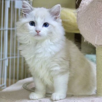 ラグドール【東京都・女の子・2025年8月16日・シールリンクスポイントバイカラー】の写真「⭐︎母外産、顔立ち完璧」