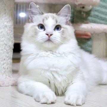 ラグドール【東京都・男の子・2025年5月18日・シールリンクスポイントバイカラー】の写真「⭐︎両親外産、顔立ち完璧」