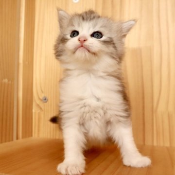 メインクーン【東京都・男の子・2025年10月20日・シルバータビー&ホワイト】の写真「⭐︎顔かわいい、薄いシルバーの毛色」