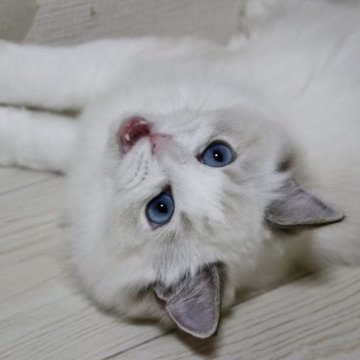 ラグドール【東京都・女の子・2025年5月18日・シールリンクスポイントバイカラー】の写真「⭐︎両親外産、顔立ち完璧」