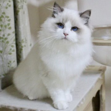 ラグドール【東京都・男の子・2025年8月16日・ブルーポイントバイカラー】の写真「⭐︎母外産、顔立ち完璧」