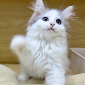 サイベリアン【東京都・男の子・2025年7月1日・ブルー&ホワイト】の写真「⭐︎顔丸い、ふわふわで可愛い」