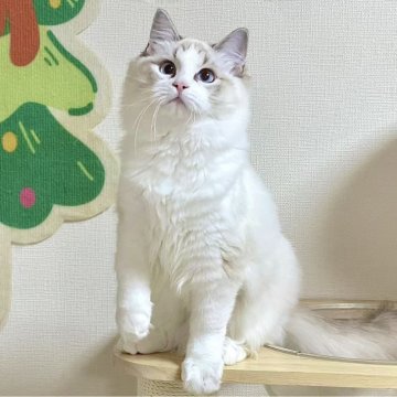 ラグドール【東京都・男の子・2025年5月18日・シールリンクスポイントバイカラー】の写真「⭐︎両親外産、顔立ち完璧」