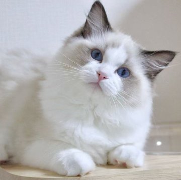 ラグドール【東京都・女の子・2025年7月9日・シールポイントバイカラー】の写真「⭐︎両親外産」