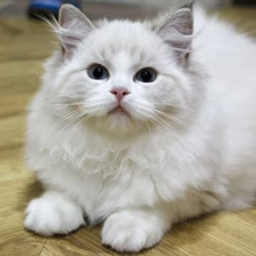 ラグドール【東京都・女の子・2025年7月2日・シールリンクスポイントバイカラー】の写真「⭐︎両親外産、顔立ち完璧」