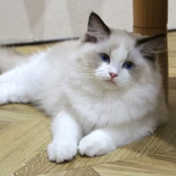 ラグドール【東京都・女の子・2025年7月9日・シールポイントバイカラー】の写真「⭐︎両親外産」