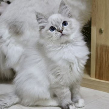 ラグドール【東京都・女の子・2025年9月24日・シールリンクスポイントミテッド】の写真「⭐︎両親外産」