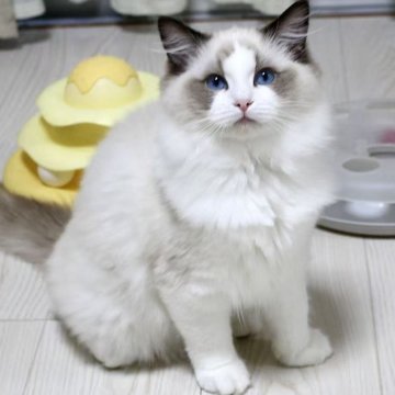 ラグドール【東京都・女の子・2025年7月9日・シールポイントバイカラー】の写真「⭐︎両親外産」