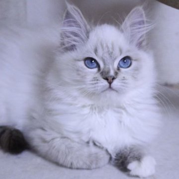 ラグドール【東京都・女の子・2025年9月24日・シールリンクスポイントミテッド】の写真「⭐︎両親外産」