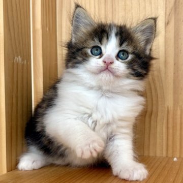 メインクーン【東京都・女の子・2025年10月20日・ブラウンタビー&ホワイト】の写真「⭐︎キレイなタビー色、活発な子です」