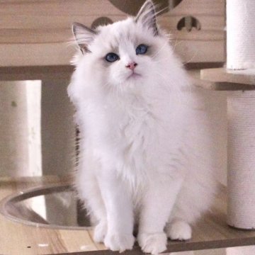 ラグドール【東京都・男の子・2025年8月16日・ブルーポイントバイカラー】の写真「⭐︎母外産、顔立ち完璧」