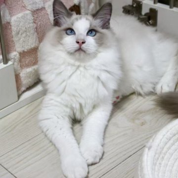 ラグドール【東京都・男の子・2025年5月28日・ブルーポイントバイカラー】の写真「⭐︎両親外産」