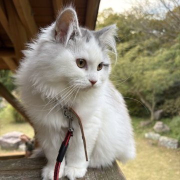 サイベリアン【東京都・女の子・2025年7月1日・ブルー&ホワイト】の写真「⭐︎スマイル顔してる、顔丸い、ふわふわ」