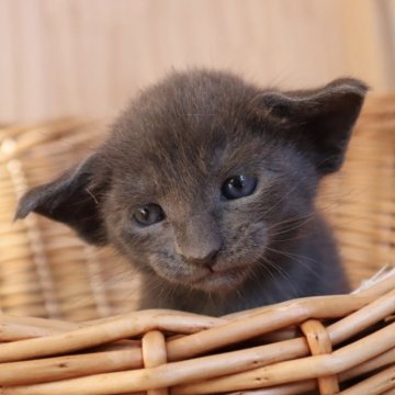 オリエンタルショートヘア【東京都・女の子・2025年9月30日・ブルー】の写真「⭐︎両親外産、耳大きい、本物のオリエンタル」