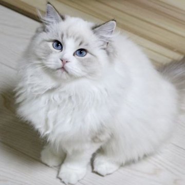 ラグドール【東京都・女の子・2025年7月2日・シールリンクスポイントバイカラー】の写真「⭐︎両親外産、顔立ち完璧」