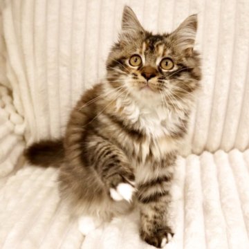 ヘソナイトガーネットの猫ちゃんリング/サイズ直し無料