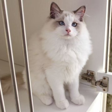 ラグドール【東京都・男の子・2025年5月28日・ブルーポイントバイカラー】の写真「⭐︎両親外産」