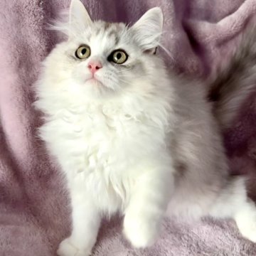 サイベリアン【東京都・男の子・2025年7月1日・シルバータビー&ホワイト】の写真「⭐︎顔丸い、ふわふわで可愛い」