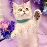 ブリティッシュショートヘア