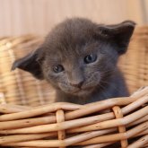 オリエンタルショートヘア