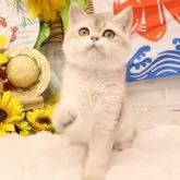 ブリティッシュショートヘア