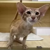 オリエンタルショートヘア