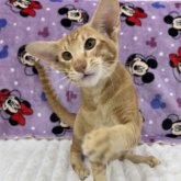 オリエンタルショートヘア