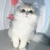 ブリティッシュロングヘア【東京都・男の子・2025年5月20日・ゴールデン】の写真1