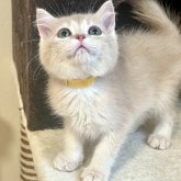 ブリティッシュショートヘア